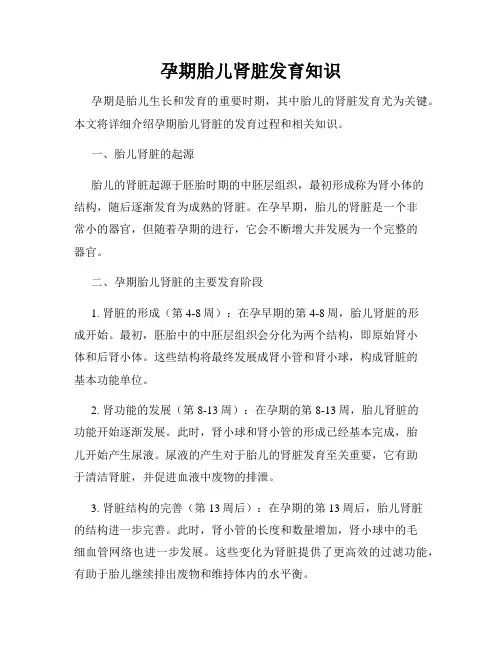 孕期胎儿肾脏发育知识