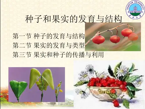 植物学胚乳的发育
