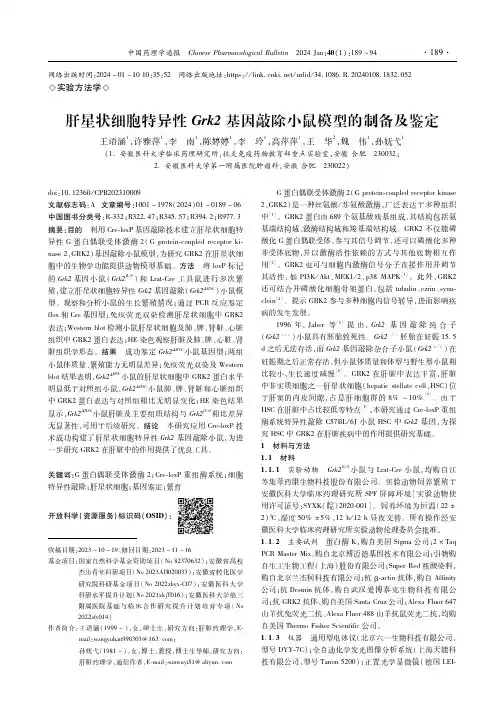 肝星状细胞特异性Grk2基因敲除小鼠模型的制备及鉴定