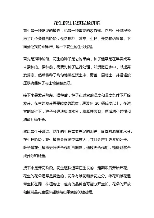 花生的生长过程及讲解