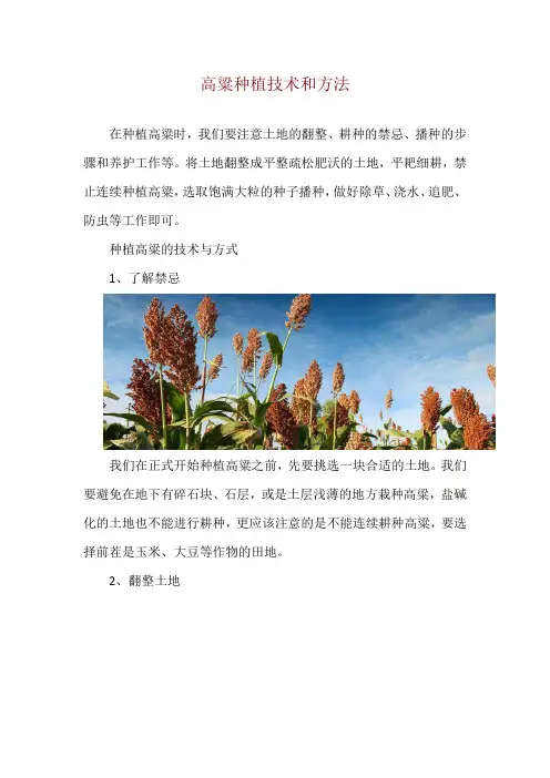 高粱种植技术和方法