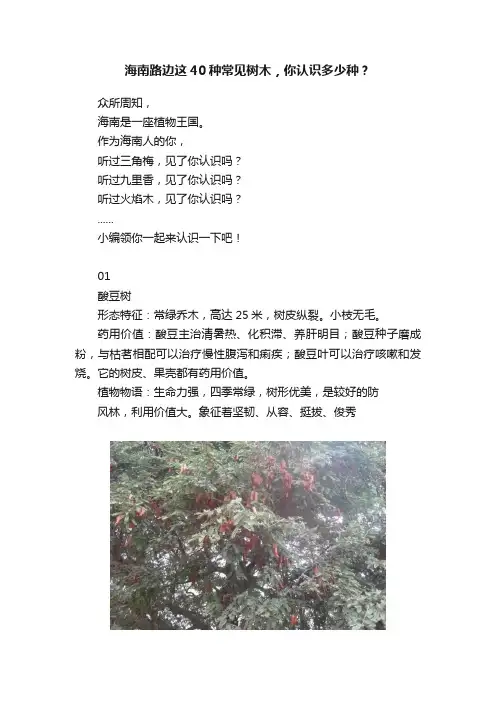 海南路边这40种常见树木，你认识多少种？