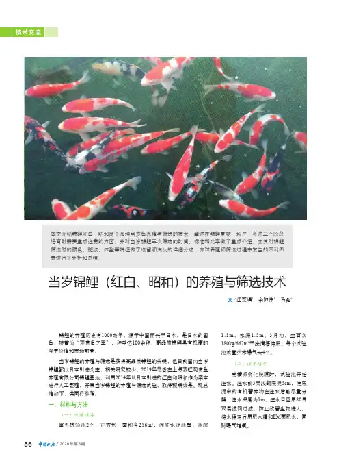 当岁锦鲤(红白、昭和)的养殖与筛选技术