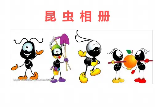 昆虫介绍.ppt