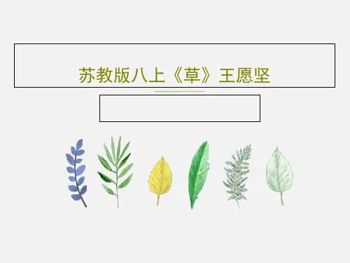 苏教版八上《草》王愿坚30页PPT