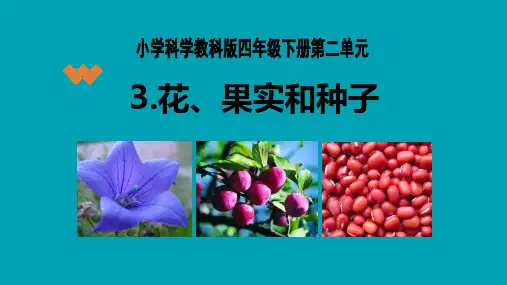 四年级下册科学课件-2.3 花 果实和种子｜教科版 (共16张PPT)