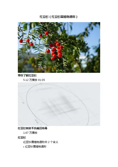 红豆杉（红豆杉属植物通称）