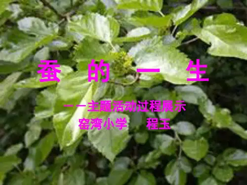 蚕的一生幻灯片