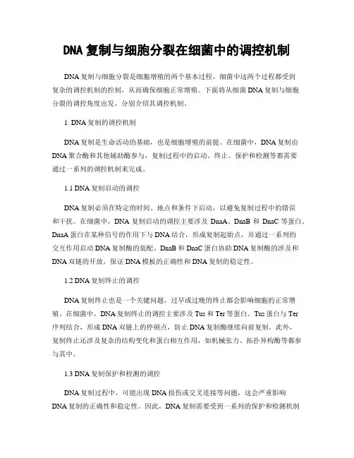 DNA复制与细胞分裂在细菌中的调控机制