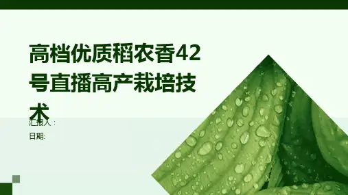 高档优质稻农香42号直播高产栽培技术