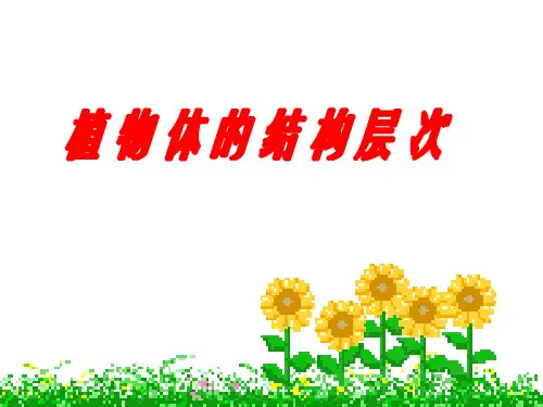 植物体的结构层次课件(人教版生物)