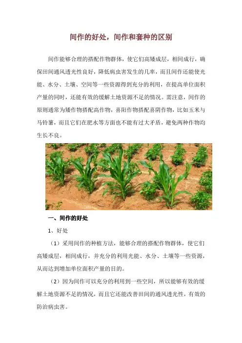 间作的好处,间作和套种的区别