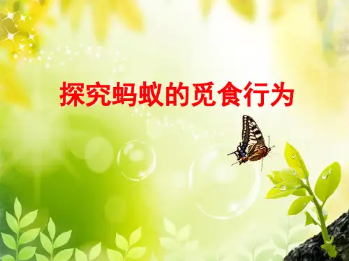 八年级生物上册第二节  动物行为的类型——探究蚂蚁的觅食行为实验备课课件 (共26张PPT)