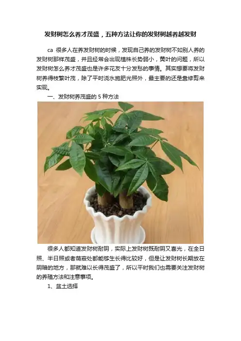 发财树怎么养才茂盛，五种方法让你的发财树越养越发财