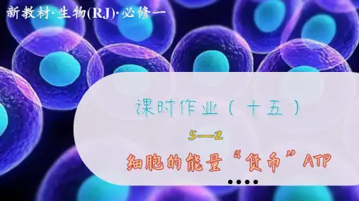 人教版生物学必修第一册5—2 细胞的能量“货币”ATP (练习课件PPT)