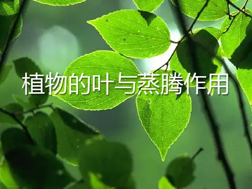 《植物的叶与蒸腾作用》PPT优秀课件