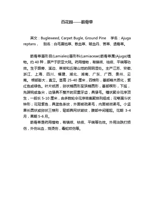 百花园——筋骨草