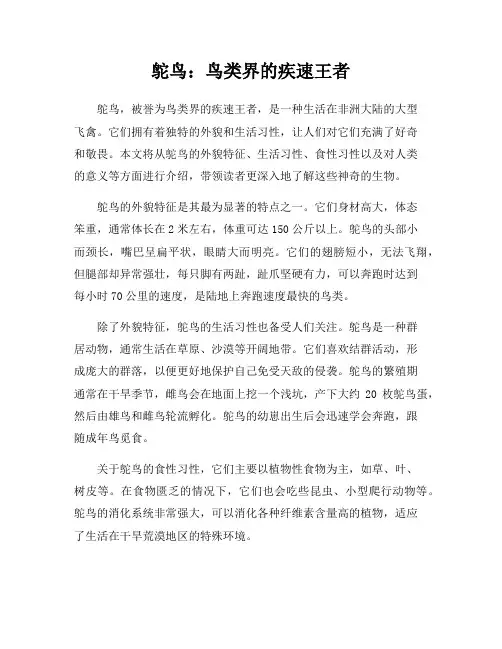 鸵鸟：鸟类界的疾速王者