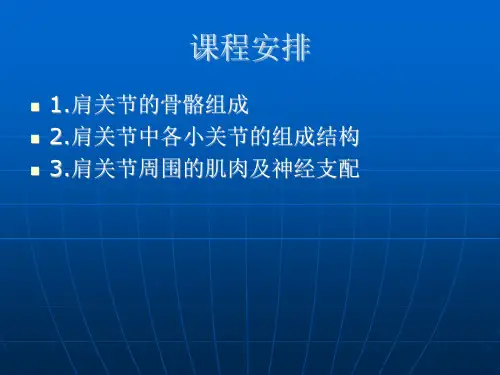 肩关节解剖PPT课件
