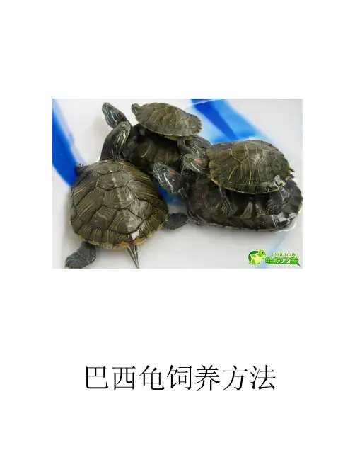 巴西龟养殖要点