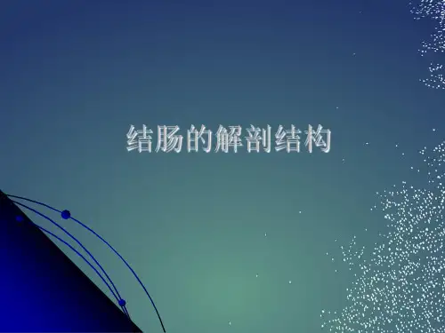 结直肠肛管解剖修改版
