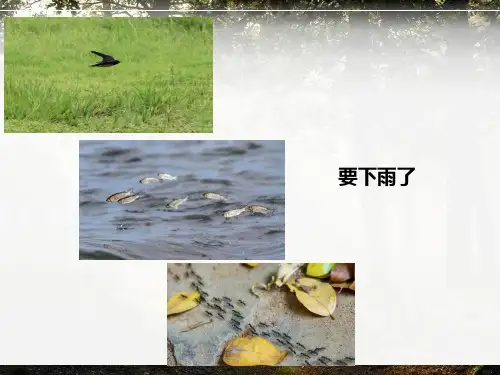 第5课《大自然的语言》课件(共24张PPT)统编版语文八年级下册