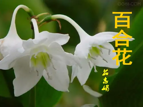 《百合花》公开课课件