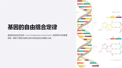 基因的自由组合定律课件