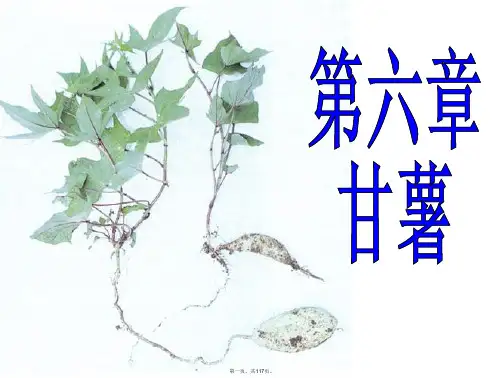 最新甘薯PPT精品课件