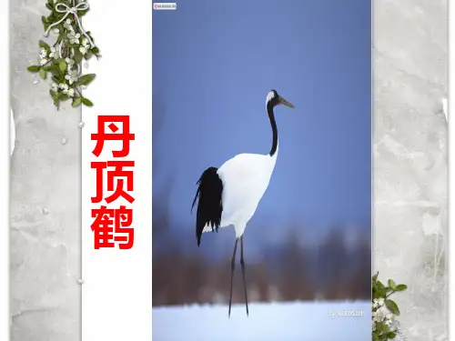 丹顶鹤