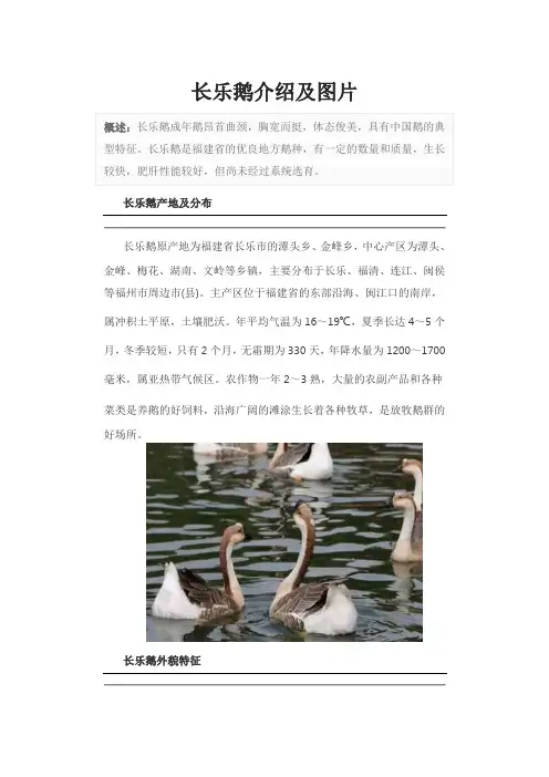 长乐鹅介绍及图片