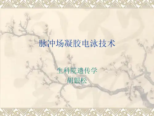 脉冲场凝胶电泳技术