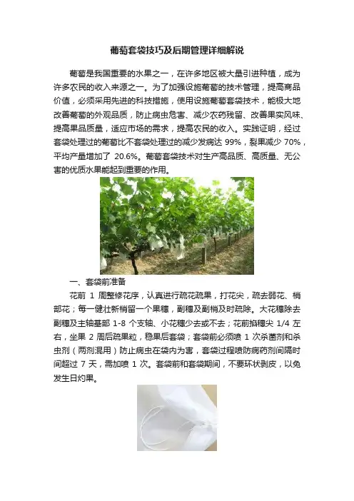 葡萄套袋技巧及后期管理详细解说