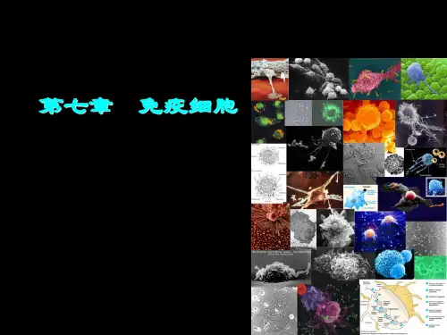 第七章-免疫细胞课件