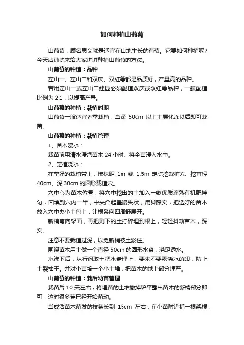 如何种植山葡萄