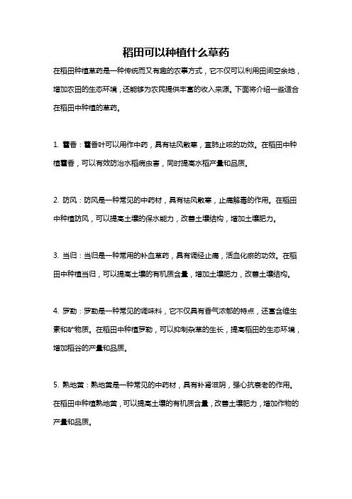 稻田可以种植什么草药