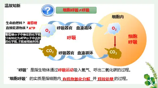 细胞呼吸的原理和应用课件-高一上学期生物人教版必修1