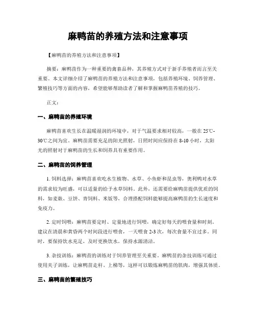麻鸭苗的养殖方法和注意事项