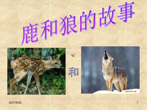 鹿和狼的故事优秀ppt课件