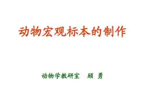 动物宏观标本的制作