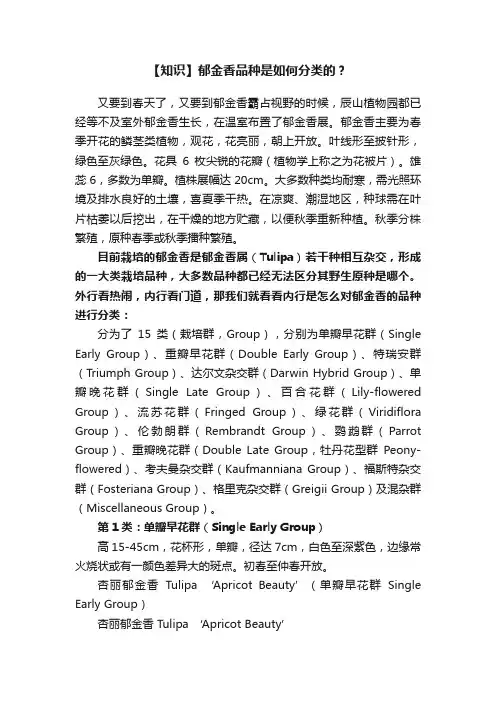 【知识】郁金香品种是如何分类的？