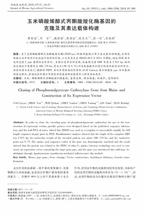 玉米磷酸烯醇式丙酮酸羧化酶基因的克隆及其表达载体构建