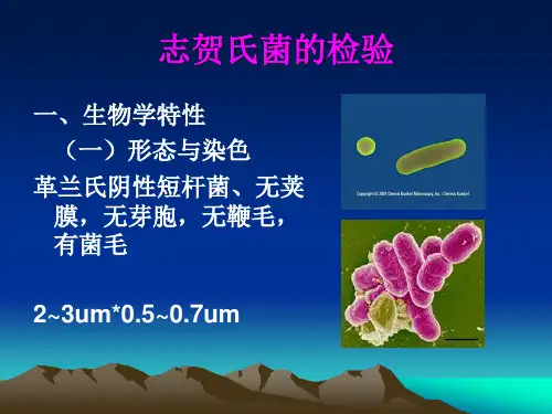 志贺氏菌的检验