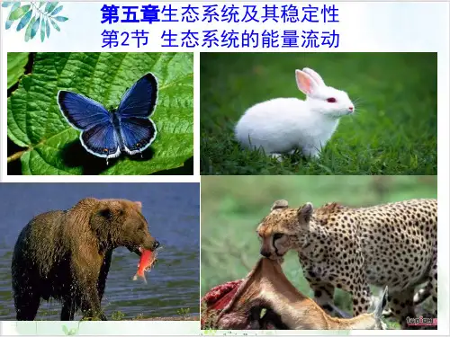 生态系统的能量流动33PPT-PPT优秀课件