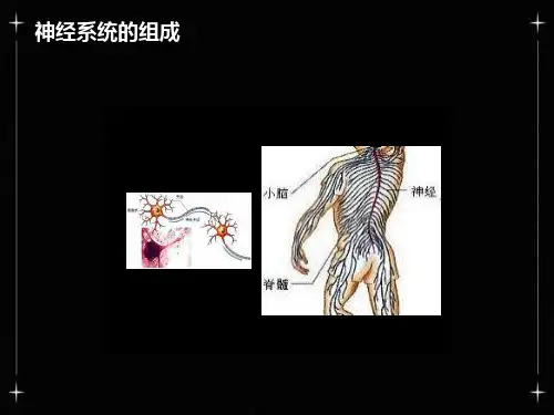 神经系统疾病概述