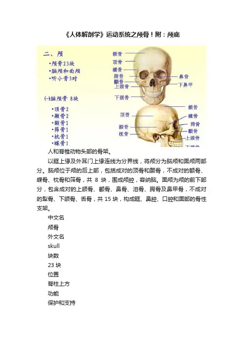 《人体解剖学》运动系统之颅骨！附：颅底