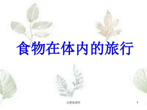 食物在体内的旅行ppt课件