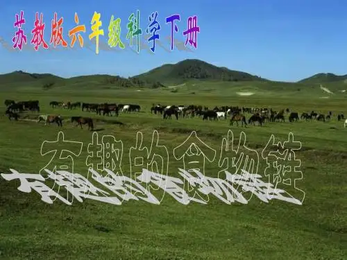 4.3《有趣的食物链》教学课件