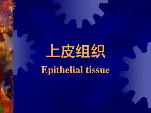 组织学与胚胎学课件上皮组织