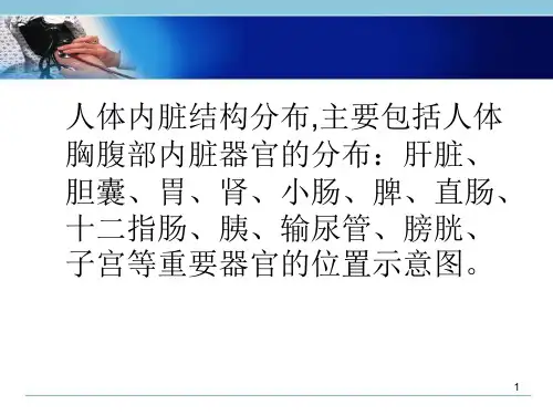 (医学课件)人体内脏结构图